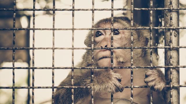 fin de la recherche sur les singes